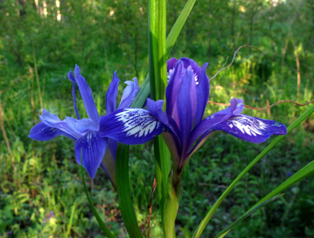 Изображение особи Iris ruthenica.