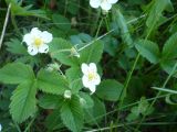 Fragaria vesca