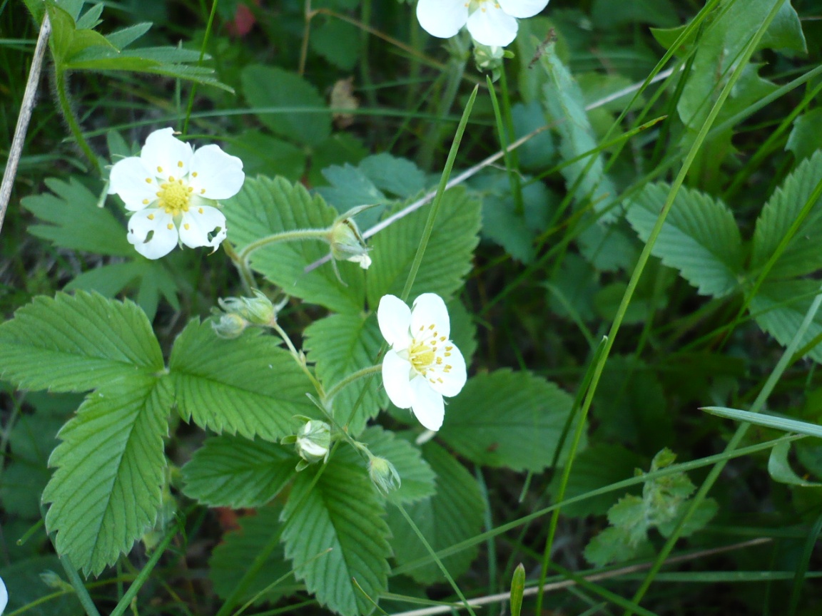 Image of Fragaria vesca specimen.