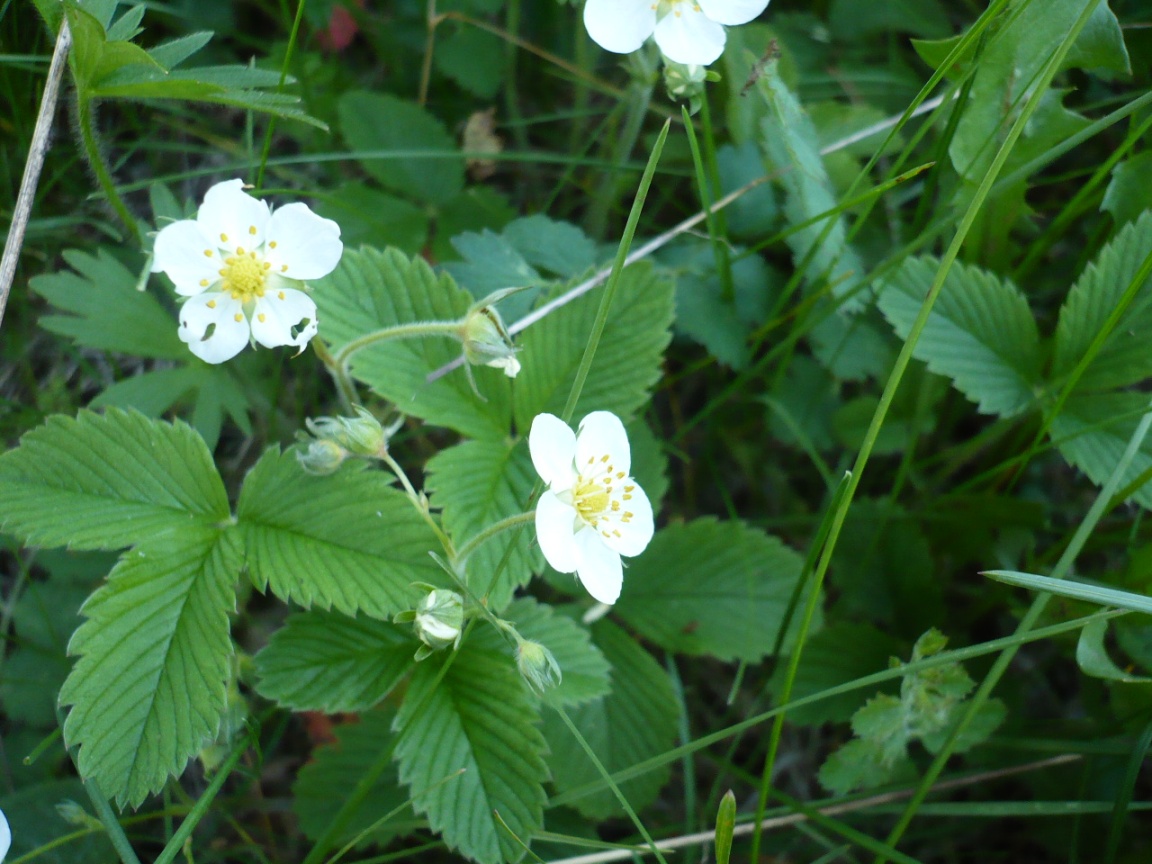 Изображение особи Fragaria vesca.