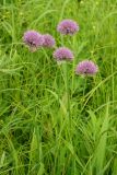 Allium maximowiczii
