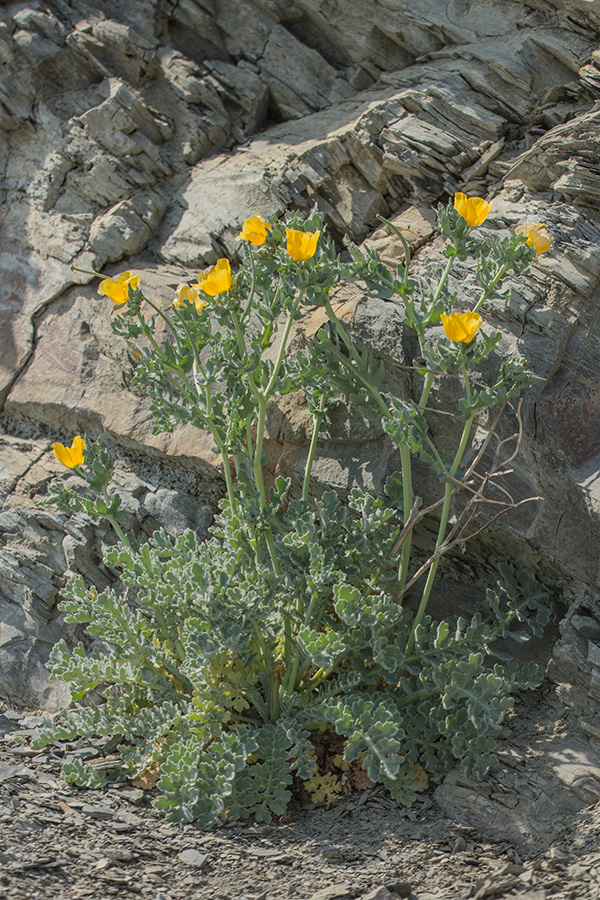 Изображение особи Glaucium flavum.