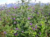 Psoralea subspecies pontica