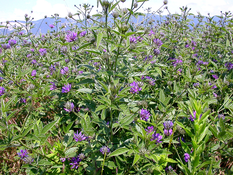 Image of Psoralea bituminosa ssp. pontica specimen.