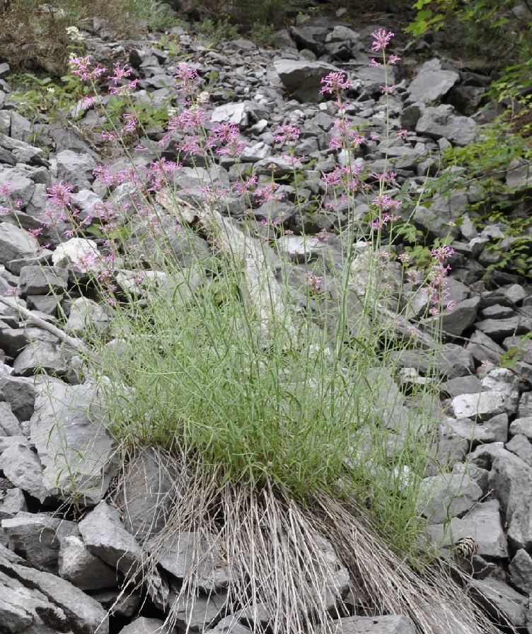 Image of Centranthus longiflorus specimen.