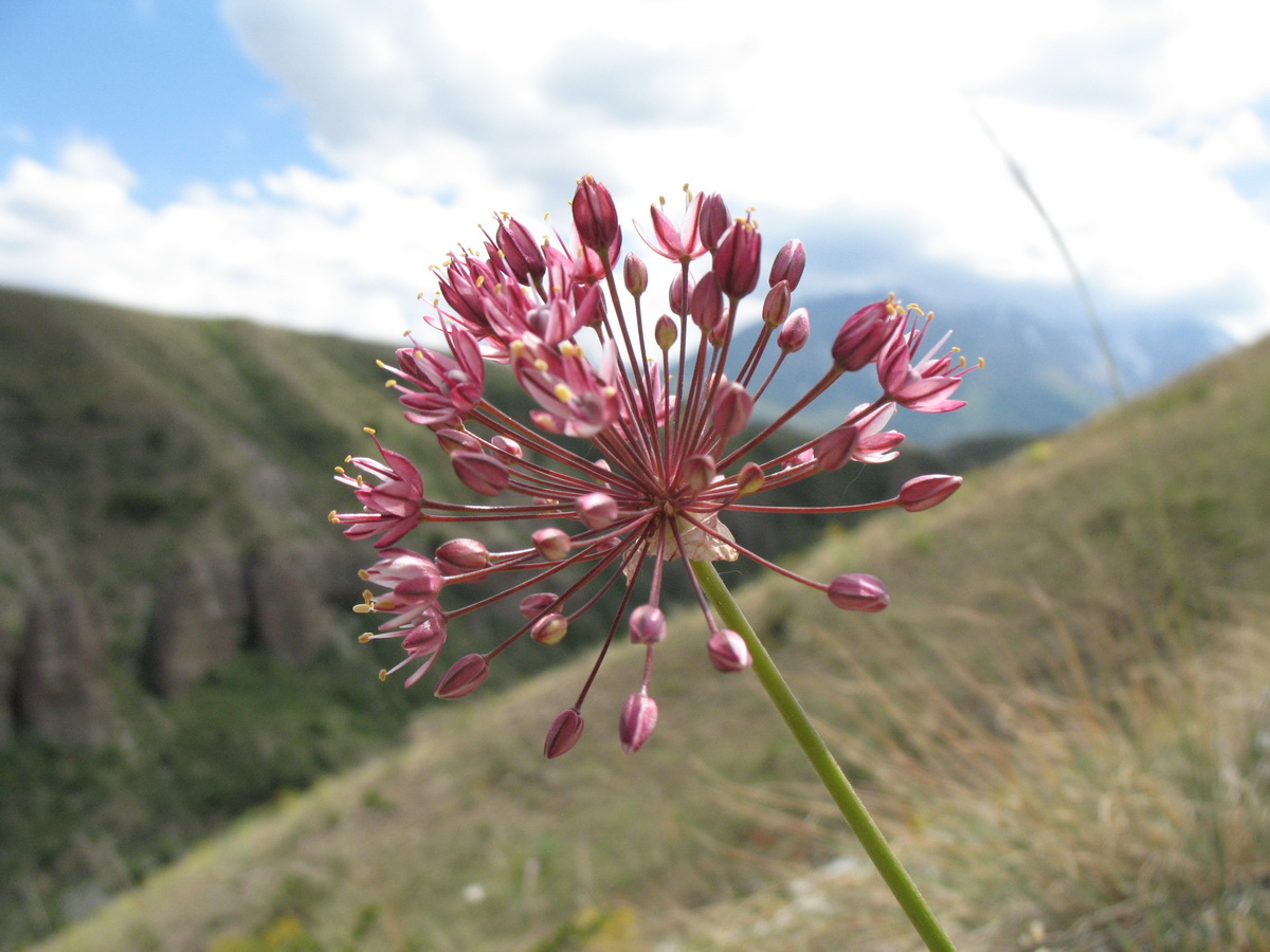 Image of Allium trachyscordum specimen.