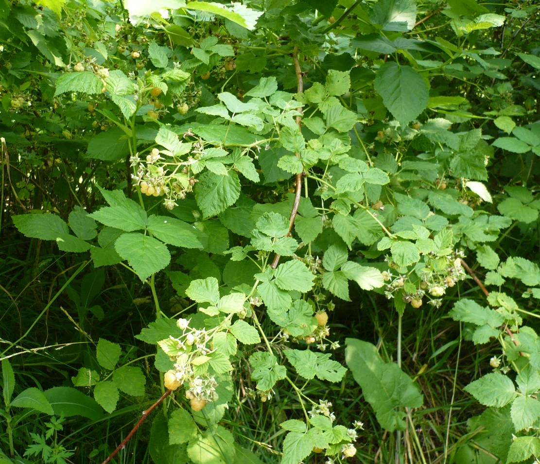 Изображение особи Rubus idaeus.