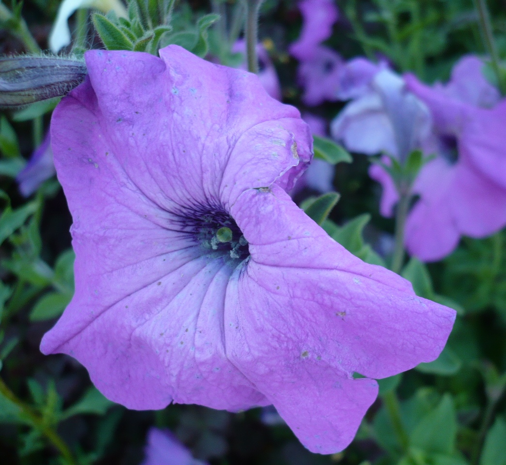 Image of Petunia × atkinsiana specimen.