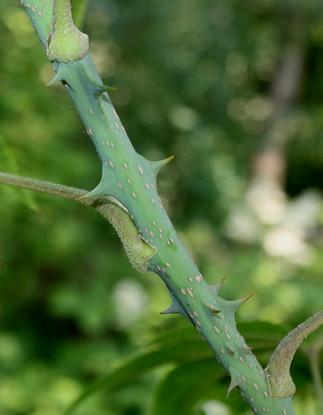 Image of Kalopanax septemlobus specimen.