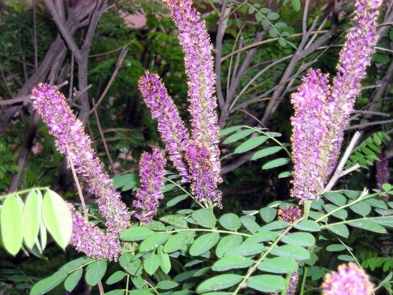 Image of Amorpha fruticosa specimen.