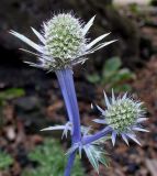 Eryngium bourgatii. Верхушка побега с соцветиями. Германия, г. Дюссельдорф, Ботанический сад университета. 03.07.2014.