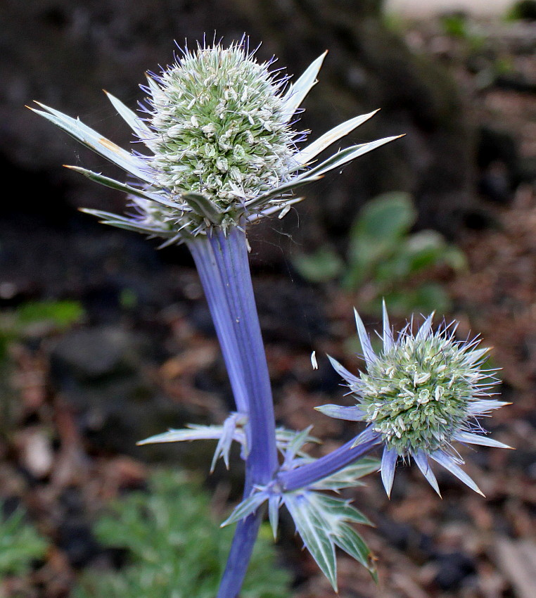 Image of Eryngium bourgatii specimen.