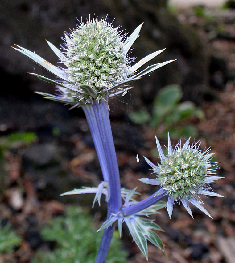 Изображение особи Eryngium bourgatii.