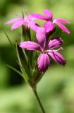 Dianthus armeria. Соцветие. Германия, г. Дюссельдорф, Ботанический сад университета. 03.07.2014.
