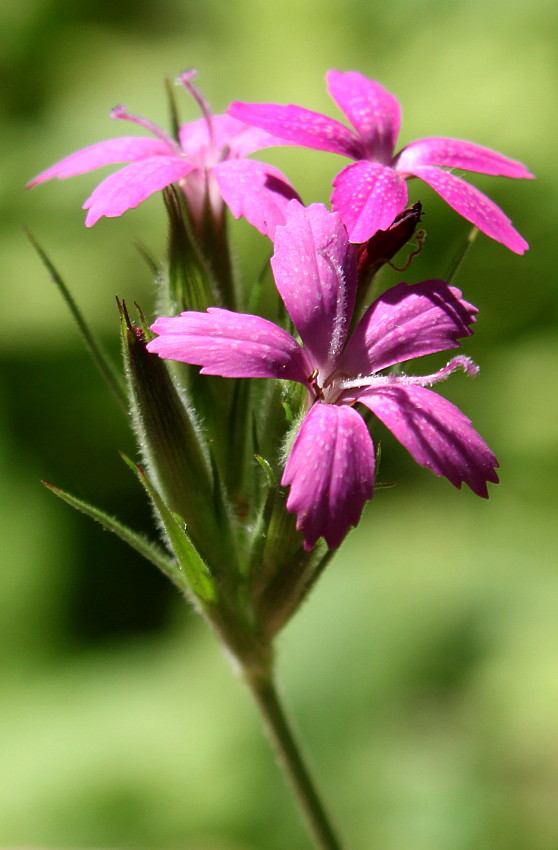 Image of Dianthus armeria specimen.