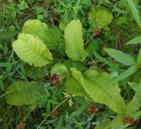 genus Primula. Плодоносящее растение. Мурманск, р-н Жилстроя, ухаживаемый палисадник. 08.09.2014.