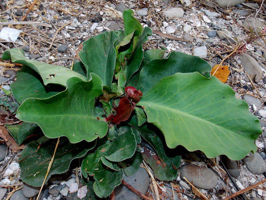 Image of Limonium scoparium specimen.