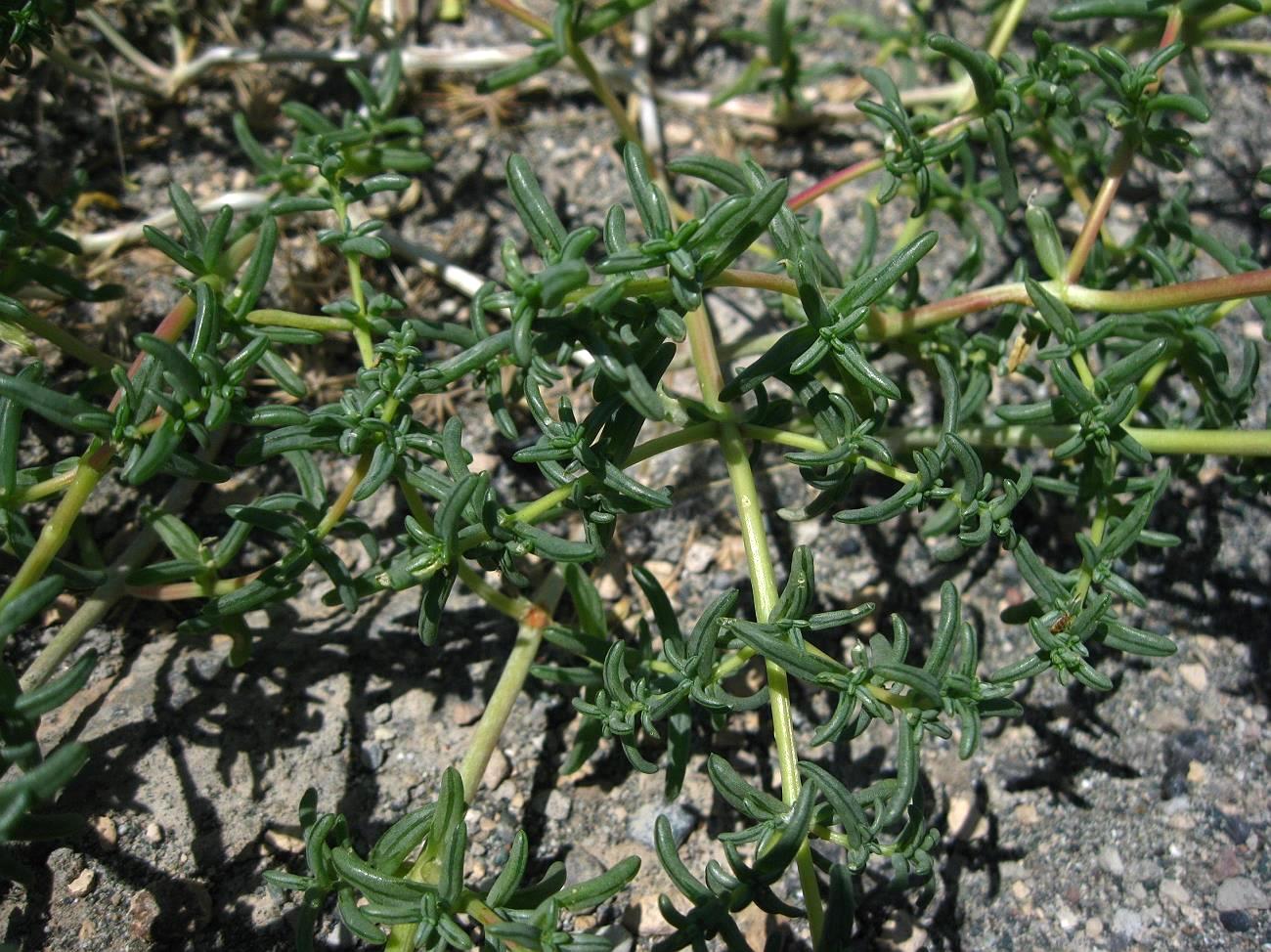 Image of Seidlitzia florida specimen.