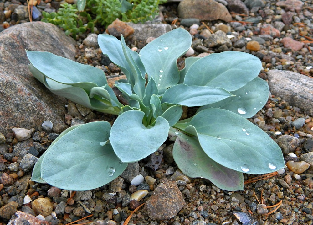 Изображение особи Mertensia maritima.