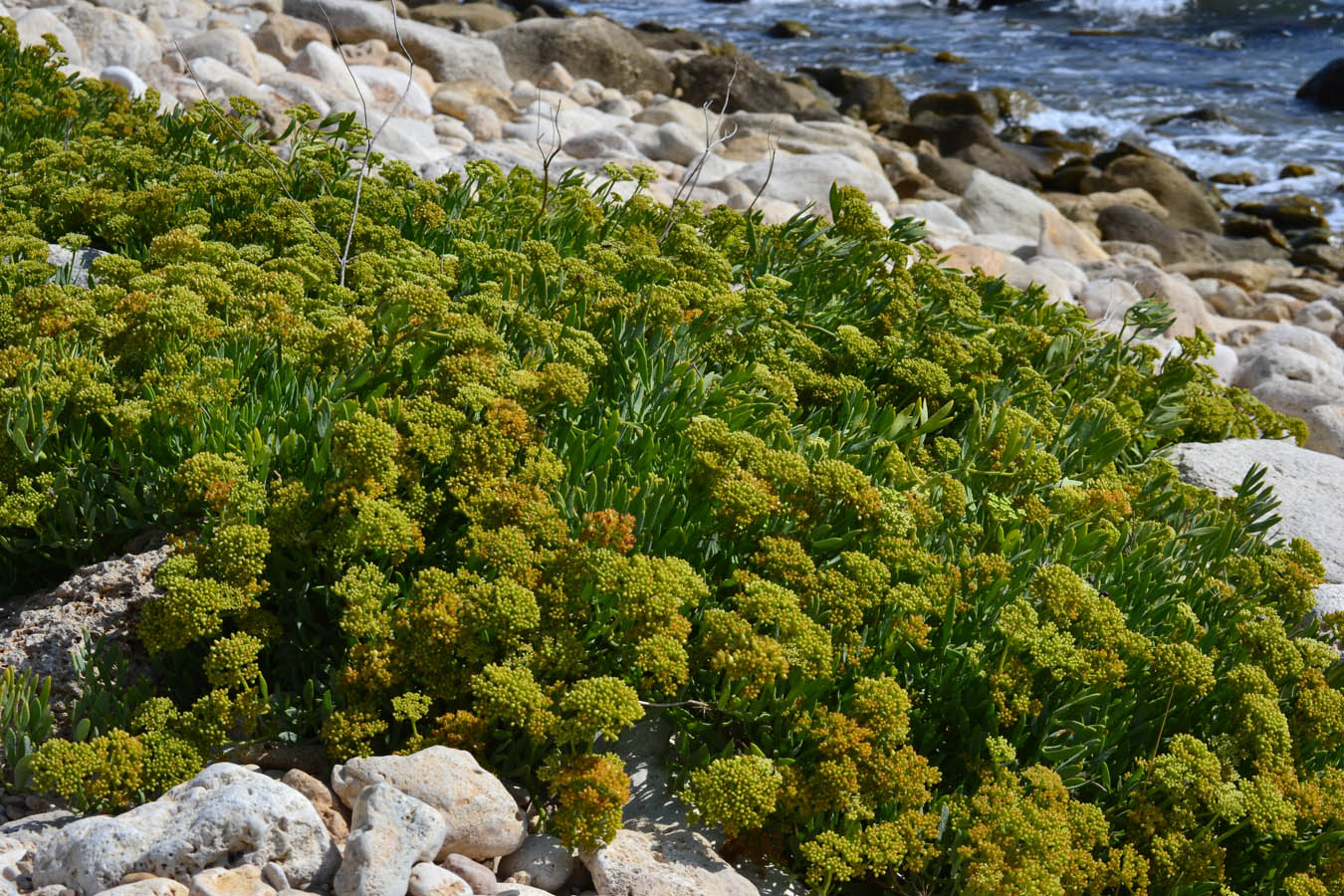 Изображение особи Crithmum maritimum.