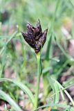 Carex pachystylis. Верхушка зацветающего растения. Южный Казахстан, левобережье Сыр-Дарьи выше Сюткента. 28.03.2014.