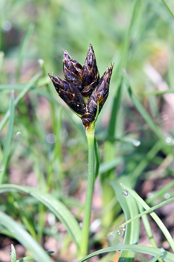 Изображение особи Carex pachystylis.