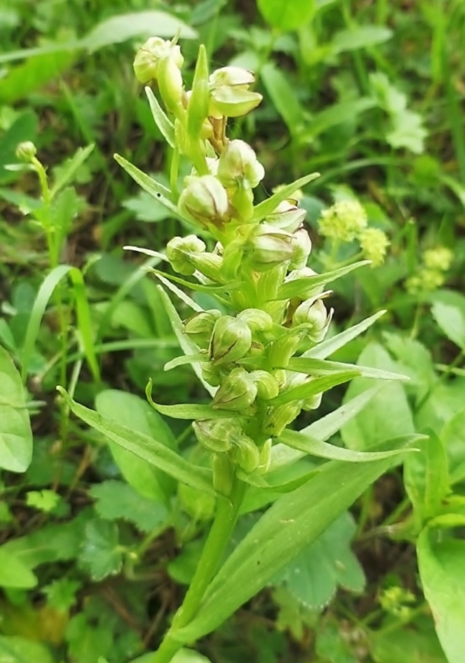 Image of Dactylorhiza viridis specimen.