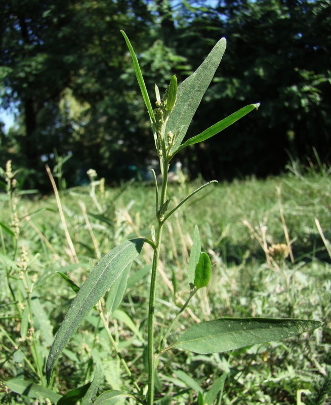 Изображение особи Atriplex patula.