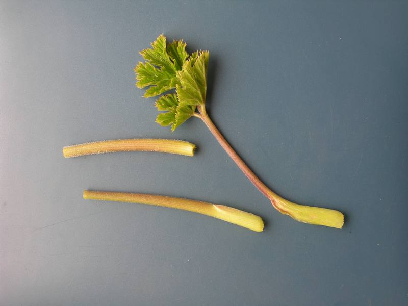 Image of Heracleum lanatum specimen.