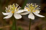 Coptis trifolia