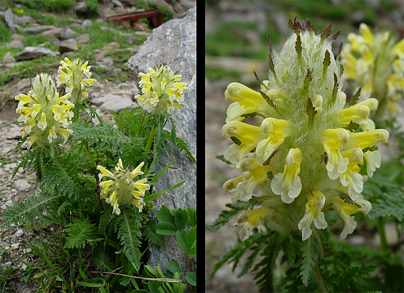 Изображение особи Pedicularis condensata.