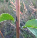 Oenothera rubricaulis