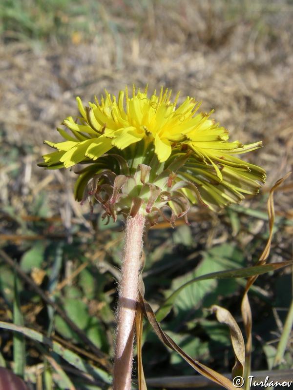 Изображение особи род Taraxacum.