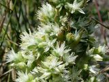 Orostachys spinosa. Часть аномально ветвящегося соцветия. Восточный Казахстан, берег Усть-Каменогорского водохранилища. 15.08.2009.