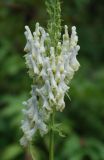 Aconitum orientale. Часть соцветия. Адыгея, окр. плато Лагонаки. 17.08.2008.