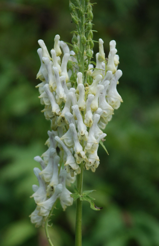 Image of Aconitum orientale specimen.