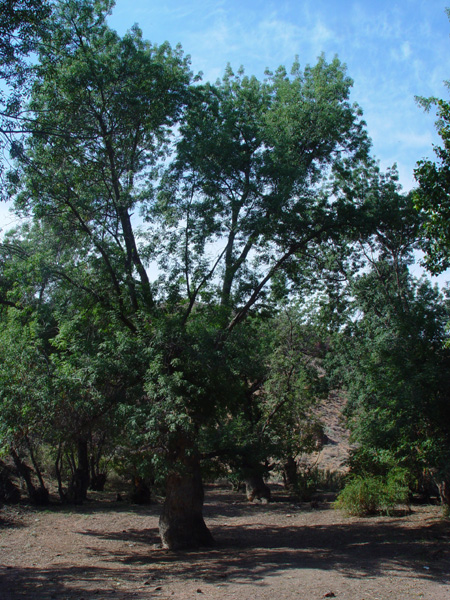 Image of Fraxinus sogdiana specimen.