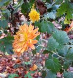 Chrysanthemum indicum. Верхушка побега с соцветием. Краснодарский край, Кущёвский р-н, станица Шкуринская, палисадник. 29.10.2009.