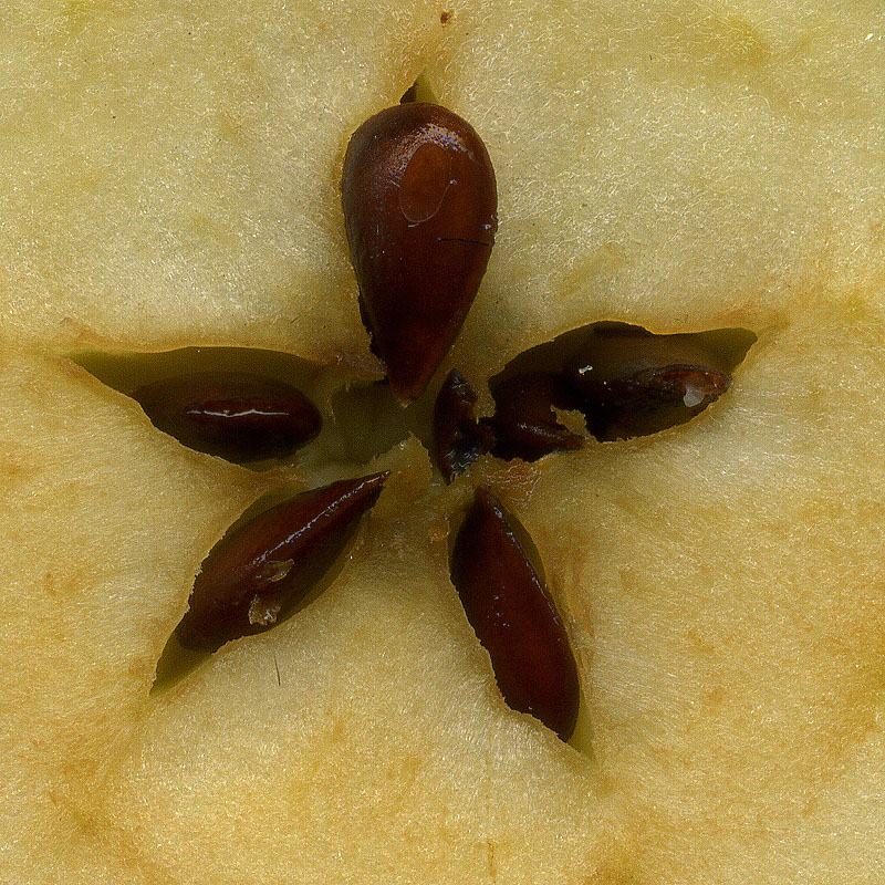 Изображение особи Malus sylvestris.