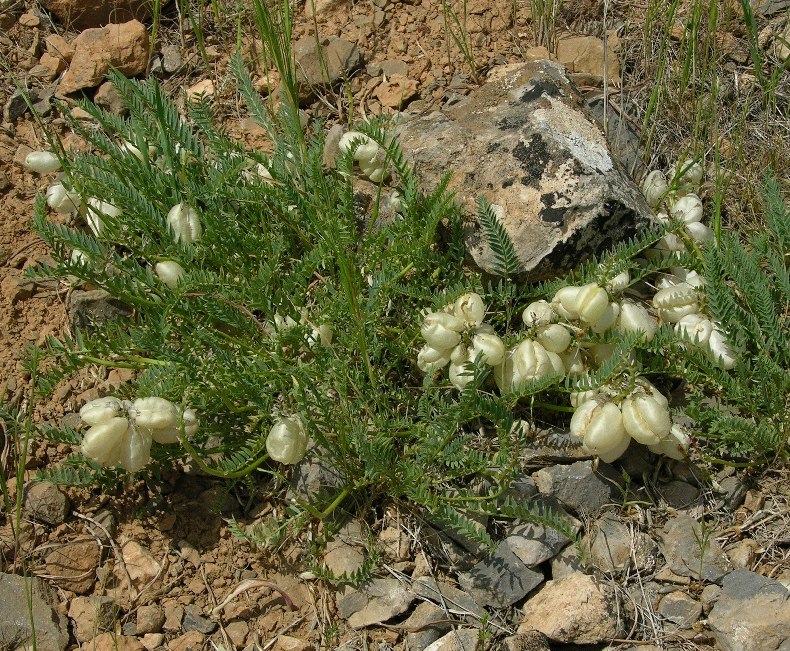 Изображение особи Astragalus masenderanus.