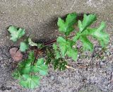 Heracleum sibiricum