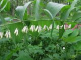 Polygonatum multiflorum. Верхушка цветущего растения. Санкт-Петербург, Петергоф, парк \"Александрия\", низинный участок леса. 31.05.2014.