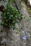 Campanula pyramidalis. Цветущее растение на стене дома. Черногория, г. Будва, Старый Город. 06.10.2014.