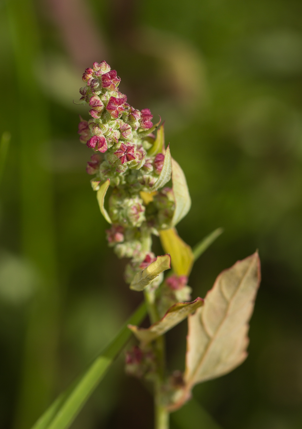 Изображение особи Chenopodium album.