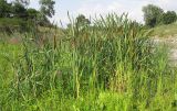 род Typha. Плодоносящие растения. Краснодарский край, окр. г. Крымск, берег р. Адагум. 04.07.2014.