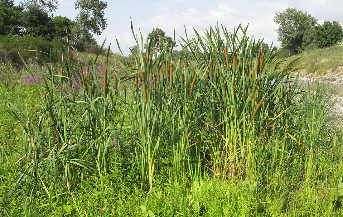 Image of genus Typha specimen.