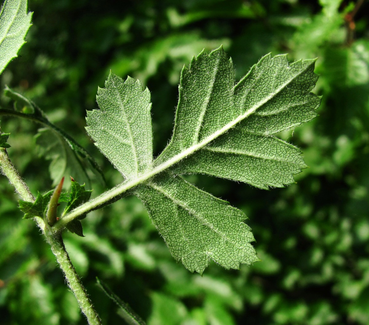 Image of genus Crataegus specimen.