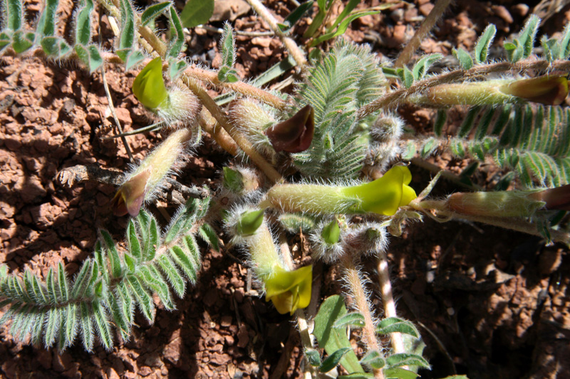 Image of Astragalus atrovinosus specimen.