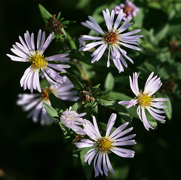 Изображение особи Symphyotrichum &times; salignum.