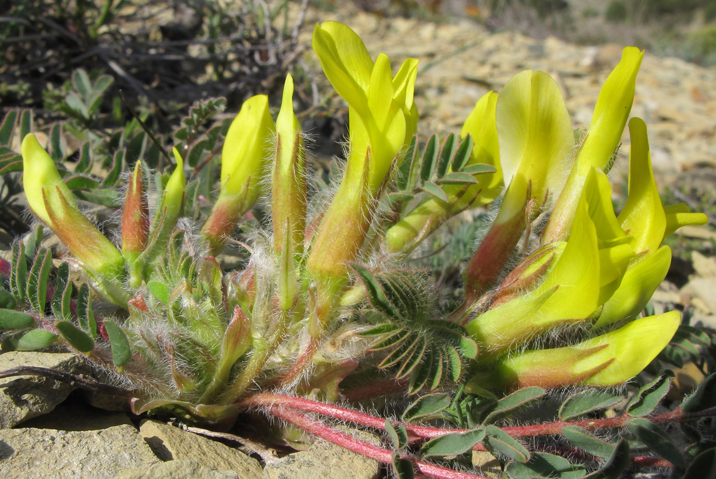 Image of Astragalus utriger specimen.